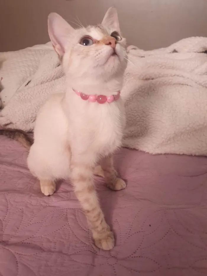 Gato ra a SRD-ViraLata idade 2 a 6 meses nome Lara