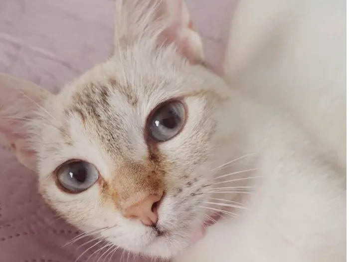 Gato ra a SRD-ViraLata idade 2 a 6 meses nome Lara