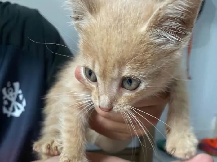 Gato ra a  idade 2 a 6 meses nome Não tem