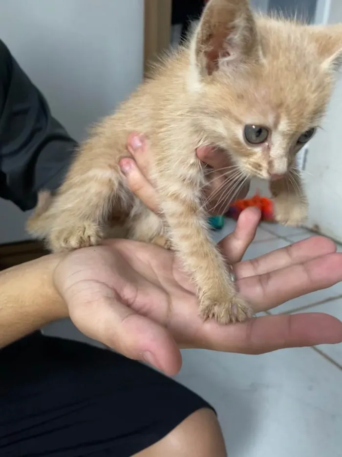 Gato ra a  idade 2 a 6 meses nome Não tem