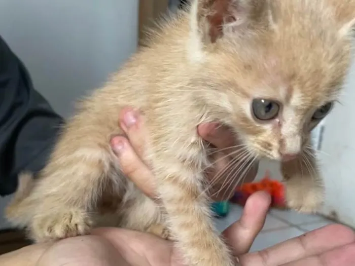 Gato ra a  idade 2 a 6 meses nome Não tem