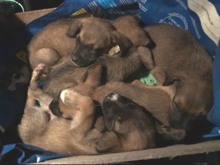 Cachorro ra a SRD-ViraLata idade Abaixo de 2 meses nome Bebezinhos 