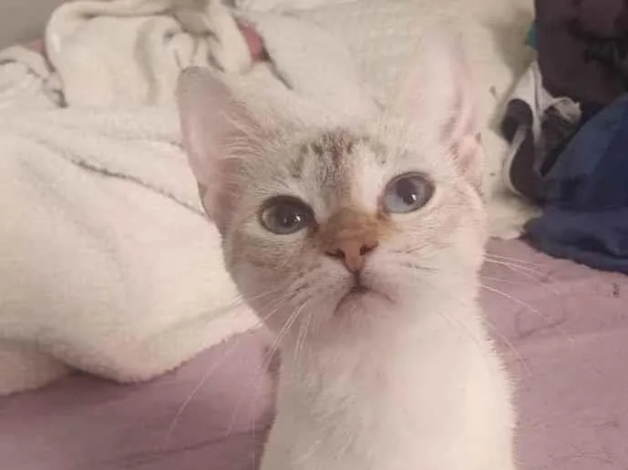 Gato ra a SRD-ViraLata idade 2 a 6 meses nome Lara