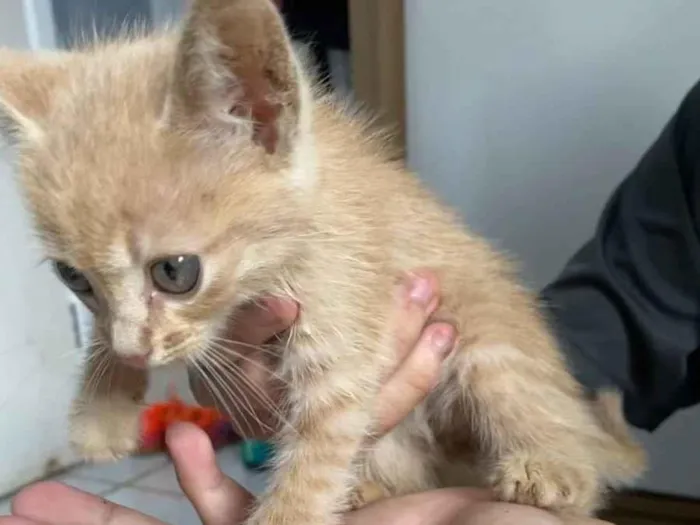 Gato ra a  idade 2 a 6 meses nome Não tem