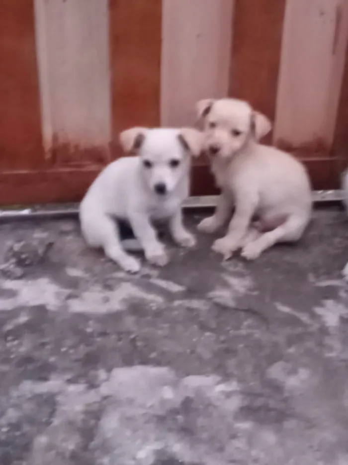 Cachorro ra a Indefinida  idade Abaixo de 2 meses nome Bebezinhos