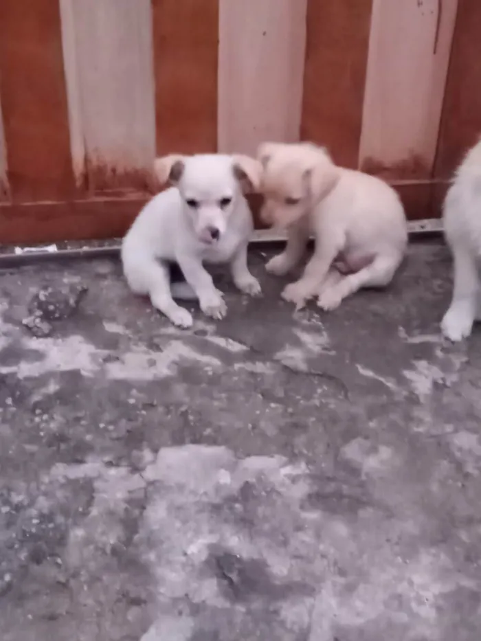 Cachorro ra a Indefinida  idade Abaixo de 2 meses nome Bebezinhos