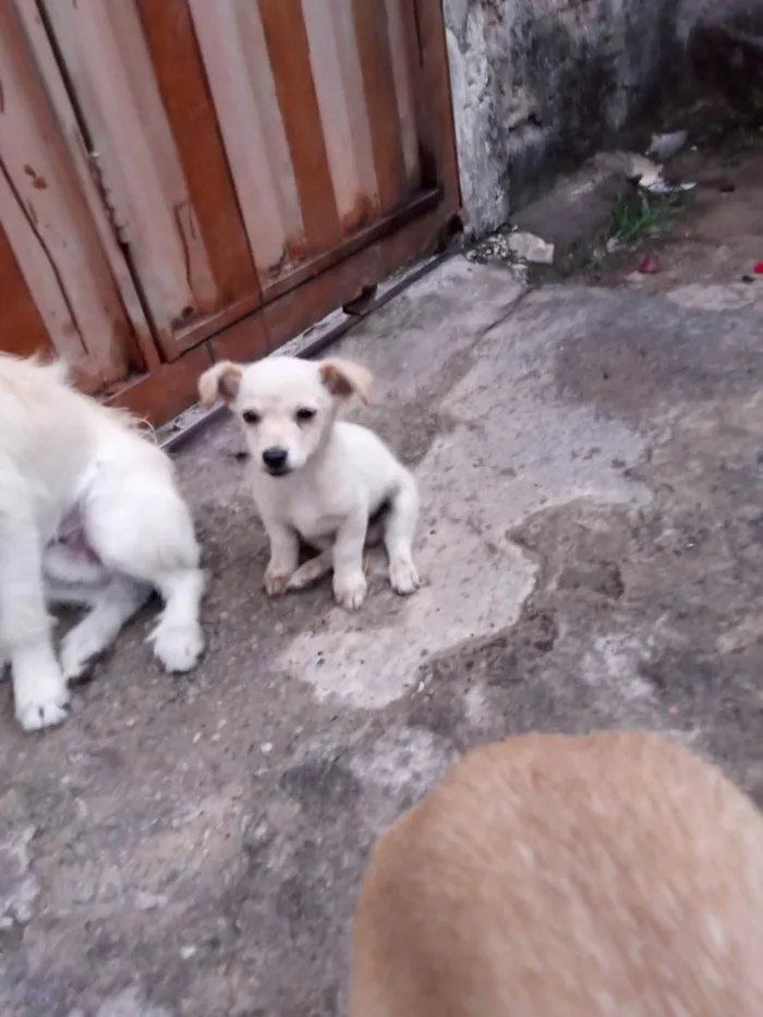 Cachorro ra a Indefinida  idade Abaixo de 2 meses nome Bebezinhos