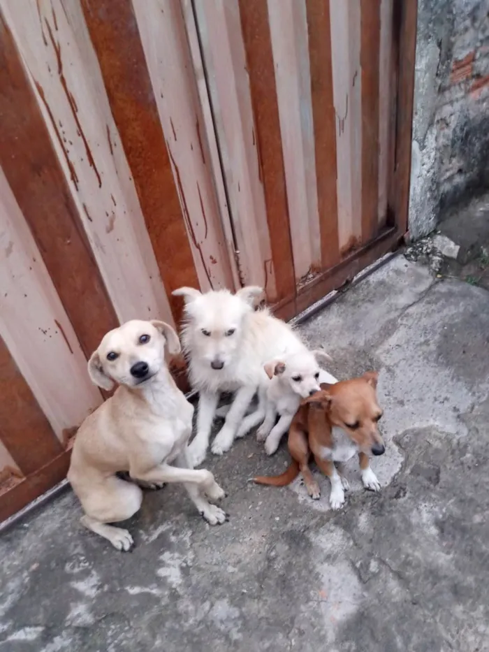 Cachorro ra a Indefinida  idade Abaixo de 2 meses nome Bebezinhos