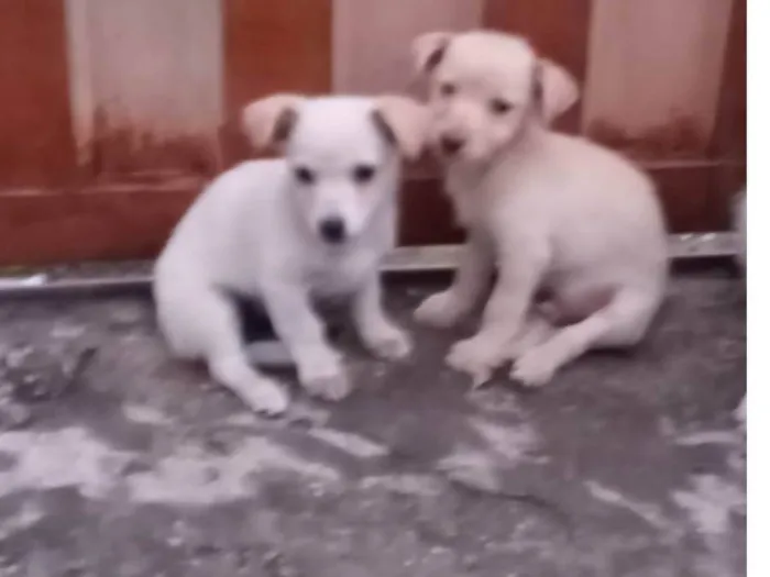 Cachorro ra a Indefinida  idade Abaixo de 2 meses nome Bebezinhos