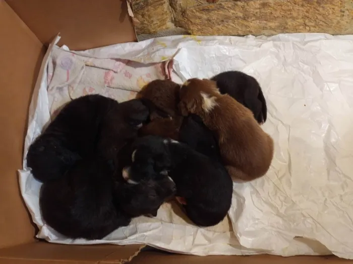 Cachorro raça SRD-ViraLata idade Abaixo de 2 meses nome Filhotes 