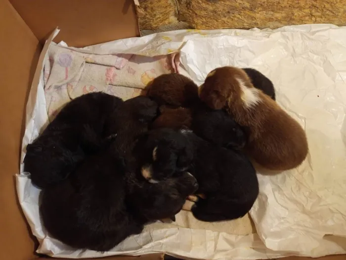 Cachorro raça SRD-ViraLata idade Abaixo de 2 meses nome Filhotes 