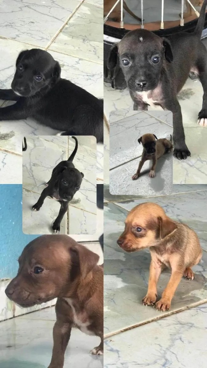 Cachorro ra a SRD-ViraLata idade Abaixo de 2 meses nome Não tem 