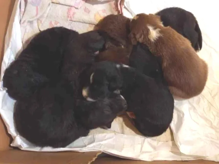 Cachorro raça SRD-ViraLata idade Abaixo de 2 meses nome Filhotes 