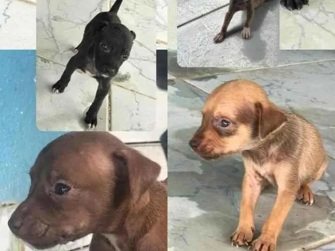 Cachorro ra a SRD-ViraLata idade Abaixo de 2 meses nome Não tem 