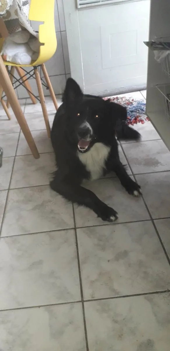 Cachorro ra a Border Collie  idade 1 ano nome Mufasa