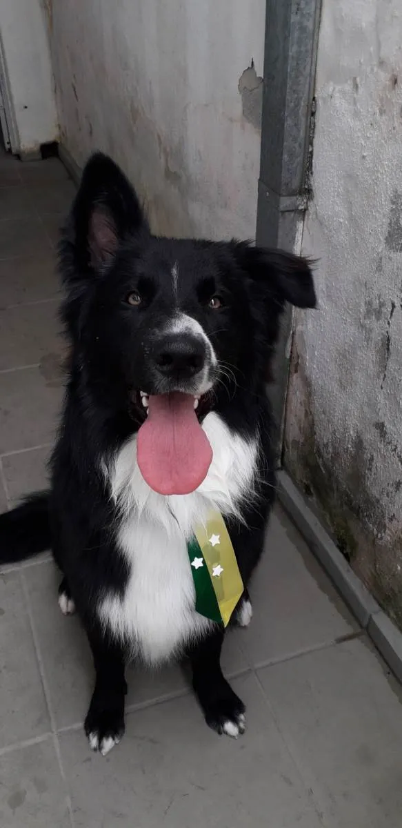 Cachorro ra a Border Collie  idade 1 ano nome Mufasa
