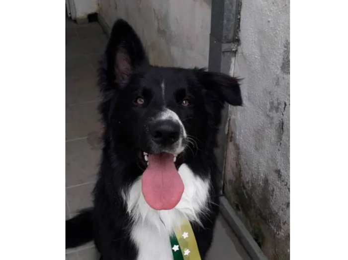 Cachorro ra a Border Collie  idade 1 ano nome Mufasa