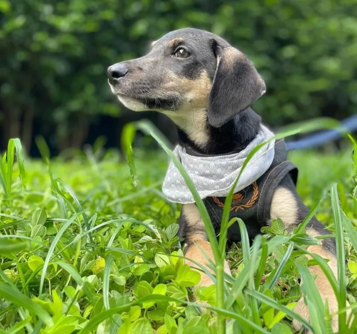 Cachorro ra a SRD-ViraLata idade 2 a 6 meses nome Jorginho