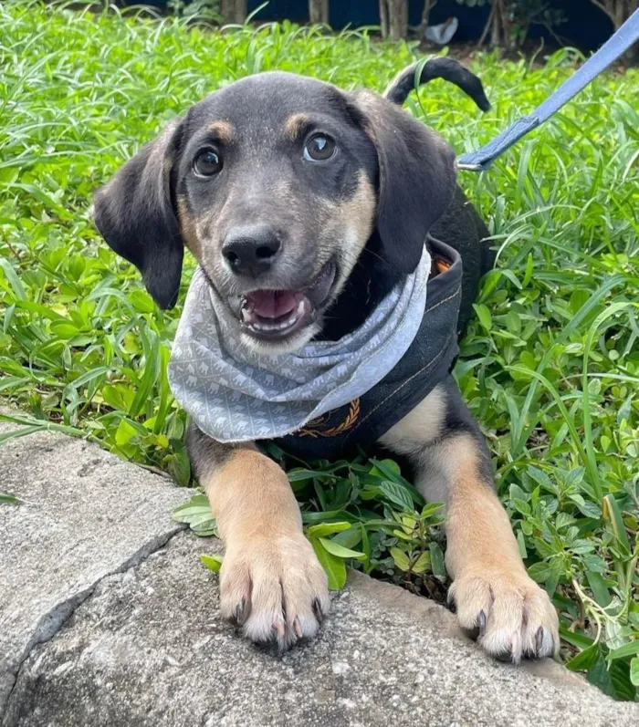Cachorro ra a SRD-ViraLata idade 2 a 6 meses nome Jorginho