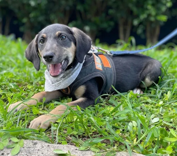 Cachorro ra a SRD-ViraLata idade 2 a 6 meses nome Jorginho