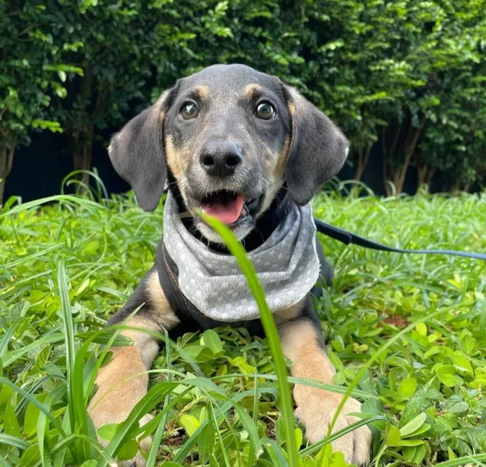 Cachorro ra a SRD-ViraLata idade 2 a 6 meses nome Jorginho