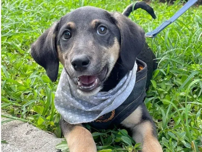 Cachorro ra a SRD-ViraLata idade 2 a 6 meses nome Jorginho