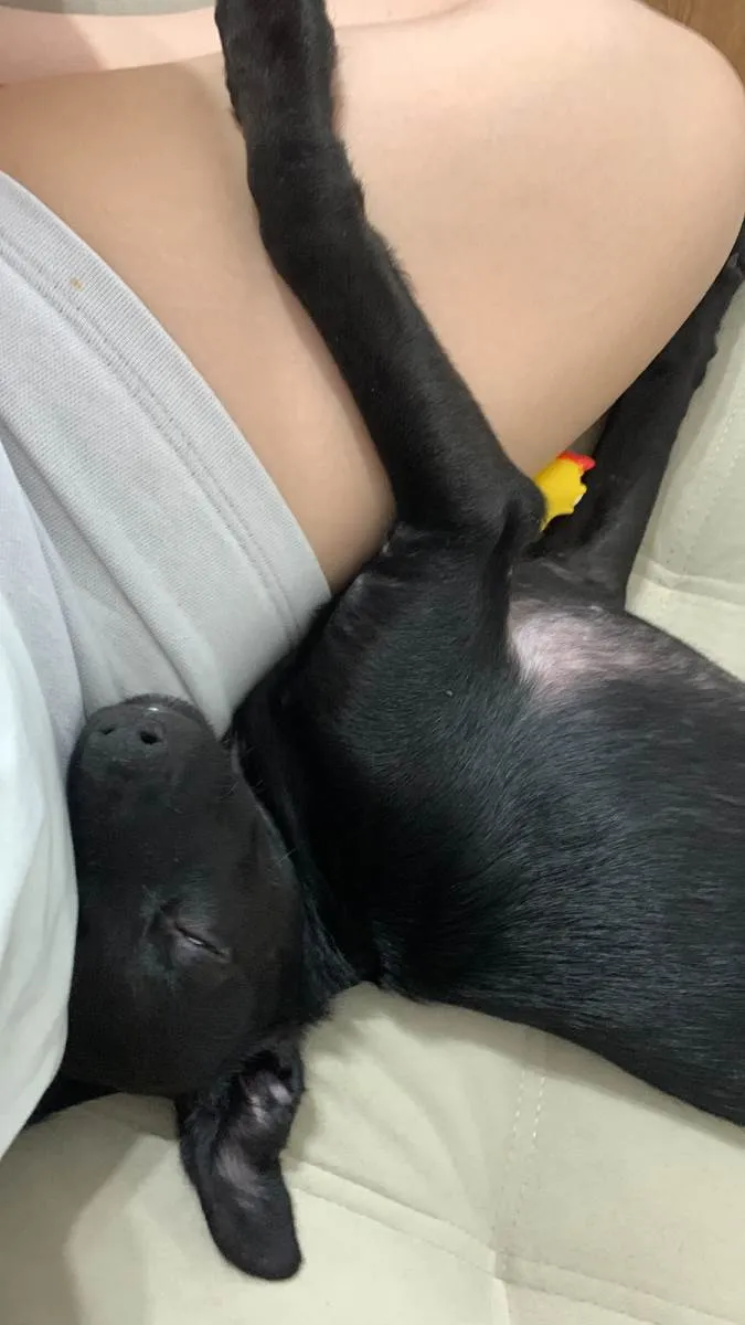 Cachorro raça SRD-ViraLata idade 2 a 6 meses nome Tyler