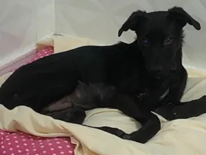 Cachorro raça SRD-ViraLata idade 2 a 6 meses nome Tyler