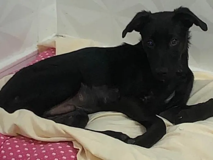 Cachorro raça SRD-ViraLata idade 2 a 6 meses nome Tyler