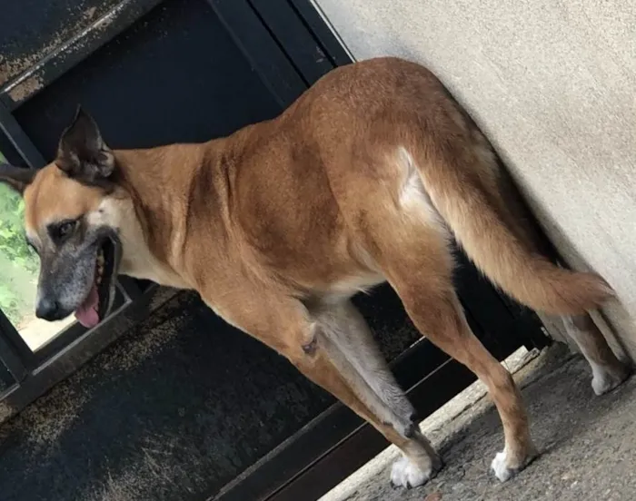 Cachorro ra a  Pastor alemao com fila  idade 2 anos nome Meg 