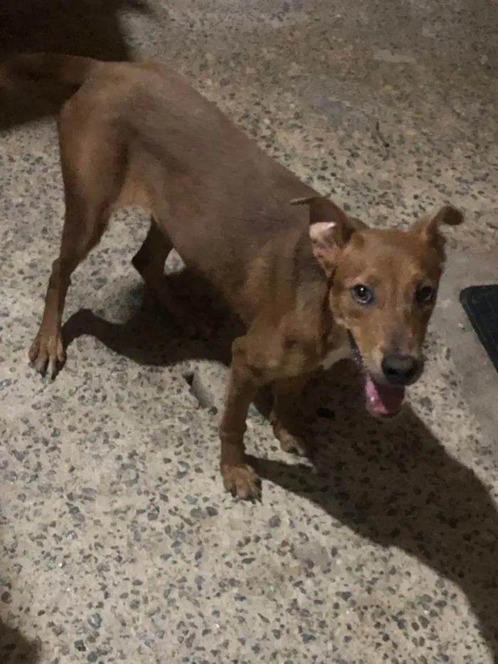 Cachorro ra a Vira lata  idade 7 a 11 meses nome Malu 