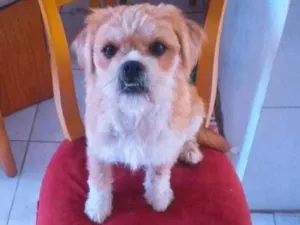 Cachorro raça SRD-ViraLata idade 3 anos nome Maria