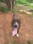 Pitbull 