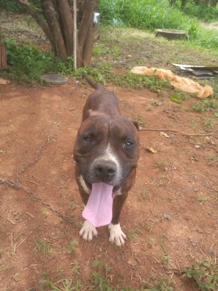 Cachorro ra a Pitbull  idade 3 anos nome Pitbull 