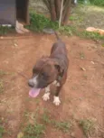 Pitbull 