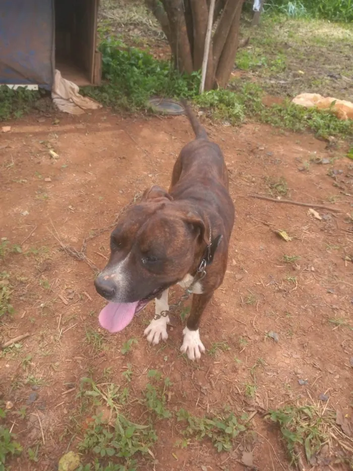 Cachorro ra a Pitbull  idade 3 anos nome Pitbull 