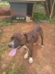 Pitbull 