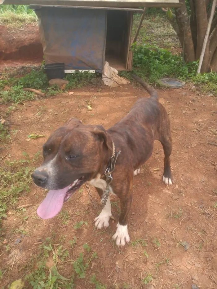 Cachorro ra a Pitbull  idade 3 anos nome Pitbull 