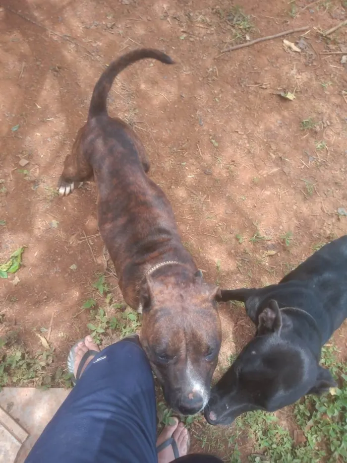 Cachorro ra a Pitbull  idade 3 anos nome Pitbull 