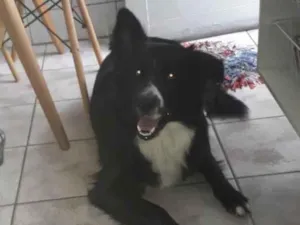 Cachorro raça Border Collie  idade 1 ano nome Mufasa