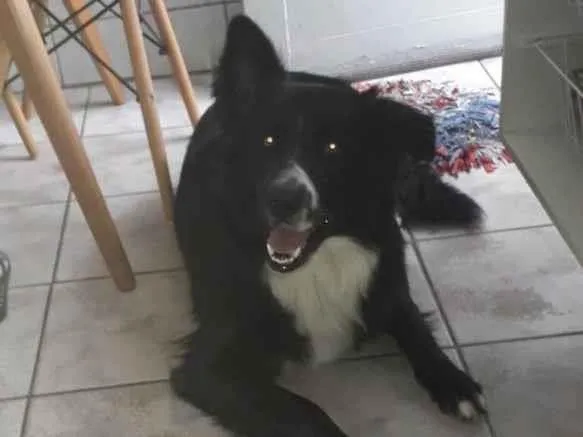 Cachorro ra a Border Collie  idade 1 ano nome Mufasa