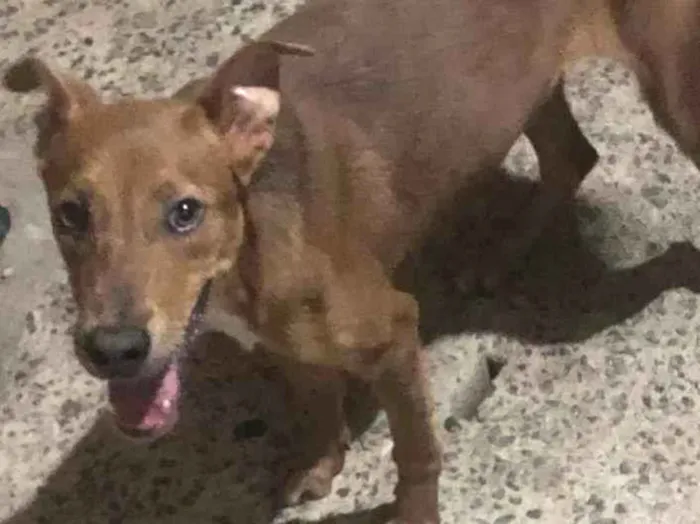 Cachorro ra a Vira lata  idade 7 a 11 meses nome Malu 