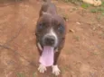 Pitbull 
