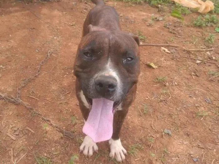 Cachorro ra a Pitbull  idade 3 anos nome Pitbull 