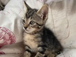 Gato raça SRD-ViraLata idade Abaixo de 2 meses nome Filhotes