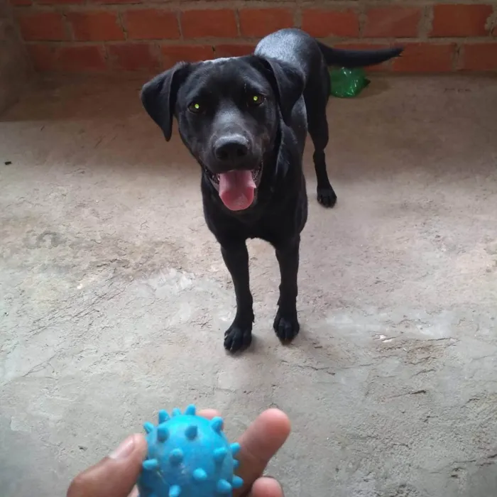 Cachorro ra a Labrador idade 2 anos nome Zeus