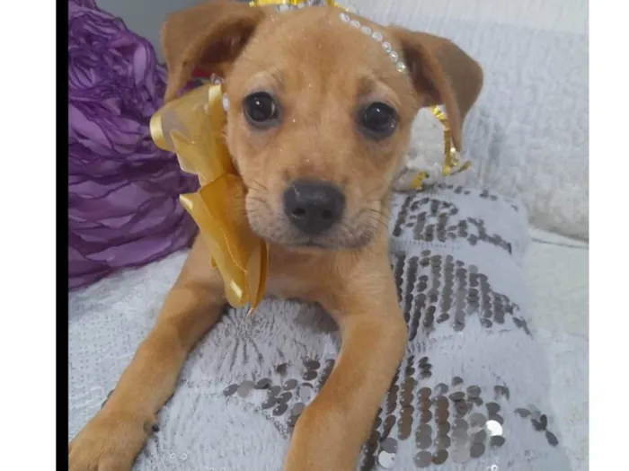 Cachorro ra a SRD-ViraLata idade 2 a 6 meses nome Filhotes 2 neses castradas