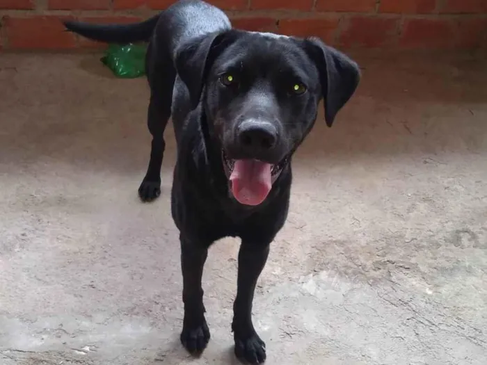 Cachorro ra a Labrador idade 2 anos nome Zeus