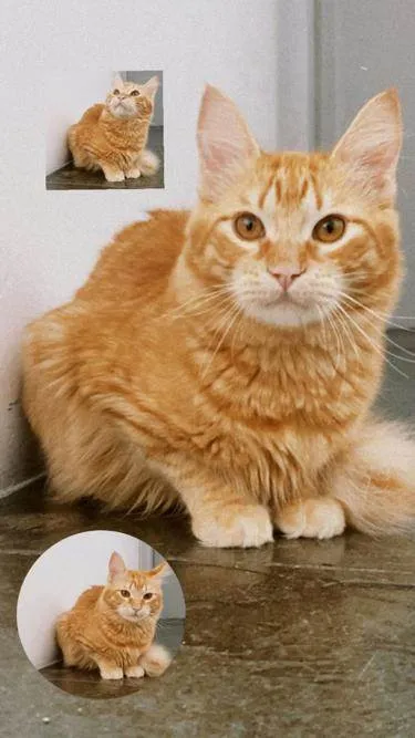 Gato ra a  idade 7 a 11 meses nome Simon