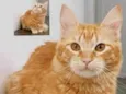 Simon